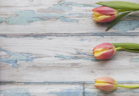 Yellow and pink tulips on white wooden planksの写真素材