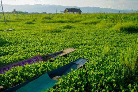 Canoes rest on top of lush green floating plants at Maing Thauk village in Inle Lake in Myanmar (Burma)の写真素材