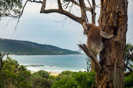 A koala (Phascolarctos cinereus) looks over the rugged coastline along the Great Ocean Road at...