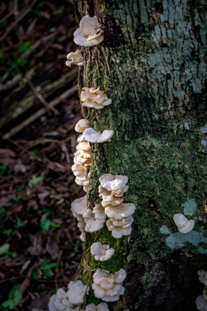 White polyporaceae mushrooms, known as shelf or bracket fungus, on a tree trunk in the Esteros del Ibera near Colonia Carlos Pellegrini in the Corrientes province of northern Argentinaの写真素材