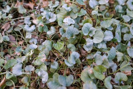 Close-up view of Dichondra Silver Falls (Dichondra argentea) leavesの写真素材