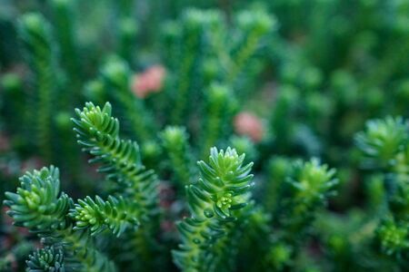 Close-up macro shot of Blue Spruce Stonecrop (Sedum rupestre 'Blue Spruce') leaves at the Singapore Flower Domeの写真素材