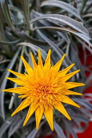 Front view of a yellow Gazania SunBathers Nahui flower with silver leavesの写真素材