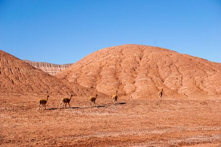 A herd of vicunas pass through the red hills of the Desierto de Laberinto, or Labyrinth Desert, at Tolar Grande in the high altitude altiplano puna desert near Salta in Argentinaの写真素材