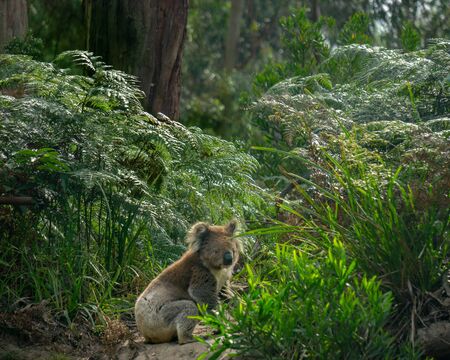 A koala (Phascolarctos cinereus) sits on the ground in lush green coastal bush forest at Kennett River along the Great Ocean Road near the Otways in Victoria, Australiaの写真素材