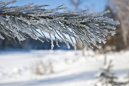 Winter pine branches in the frost was covered with thick frost on the riverの写真素材