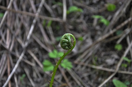 Only the emerging fern sproutの写真素材