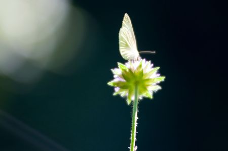 butterfly on the flower in the summer meadow with black backgroundの写真素材