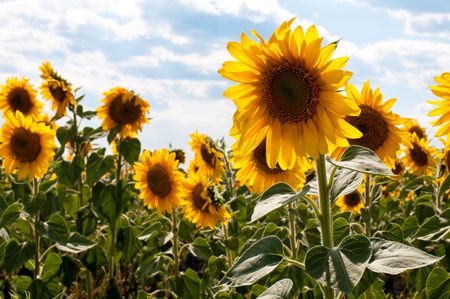 beautiful sunflower field with blue cloudy sky in backgroundの写真素材