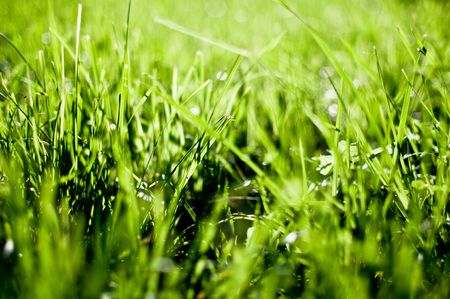 green grass field in the light of the sunの写真素材