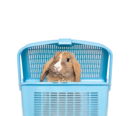 Little funny bunny peeping out of blue basket. Isolated on white background with place for copy.