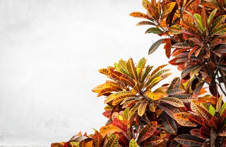 Lush flower of different colors  Red, yellow, orange and green leaves  の写真素材