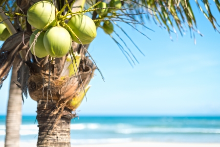 Coco palm with big green coconuts with bright blue sky and ocean background  Natural backgrounds and wallpapers  Exotic nature landscape  Vacations and holidays in tropical countries の写真素材