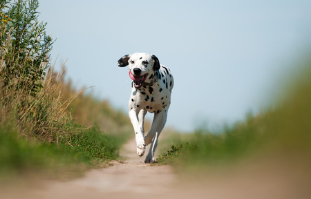Front View of Exuberant Dalmatian Dog Running on Path Towards Cameraの写真素材