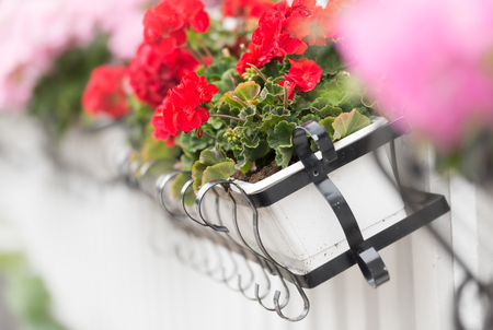 Flower box on white wooden fence. Sweden, Scandinavia, Europe.の写真素材