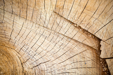 Tree ring rog wood slice close up detailsの写真素材