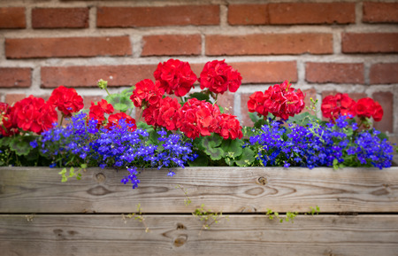 Flower box with red brick wall in background. Sweden, Scandinavia, Europe.の写真素材