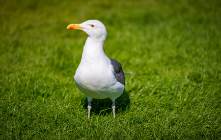 Big seagull standing on green grass in park.の写真素材