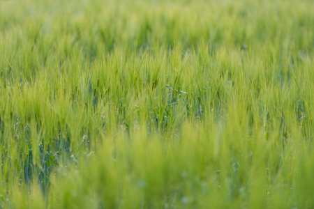 Green grass field in Scandinavia, Norway.の写真素材