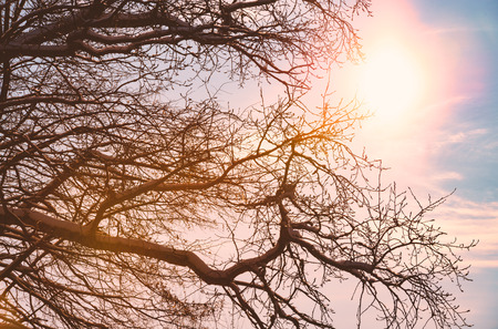 Sun shining through winter tree. Blue cloudy sky in background. Sunset or sunrise.の写真素材