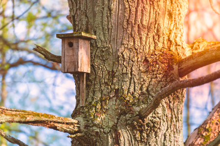 Nesting box on three in spring forest. Blue sky and sun in background.の写真素材