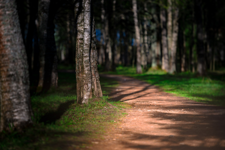 Emplty curved sand forest path at sunset or sunrise. Trees on sides of road.の写真素材