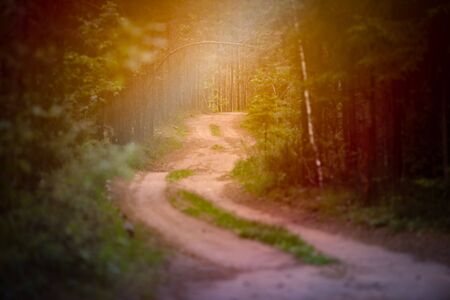 Emplty curved sand forest path in summer. Trees on sides of road.の写真素材