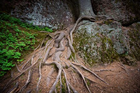 Detailed view of tree roots in forest with green grass aroundの写真素材