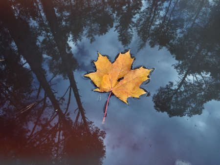 Yellow maple leaf in water. Forest reflection. Fall seasonの写真素材