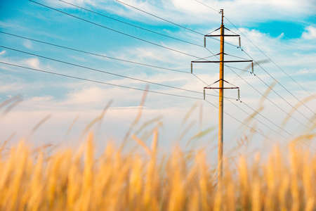 Summer field of wheat at sunset with electricity grid and cloudy sky in backgroundの写真素材