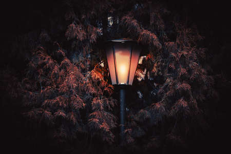 Old street lantern with tree in background at nightの写真素材