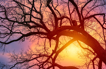 Winter sunset, sun shining behind tree branches without leavesの写真素材