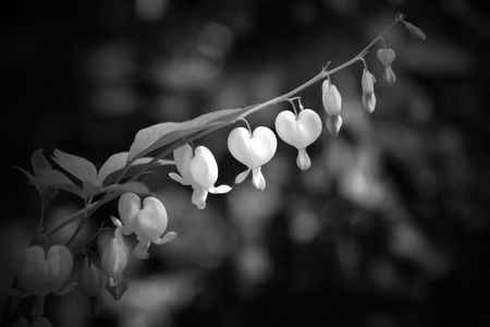 broken heartの写真素材