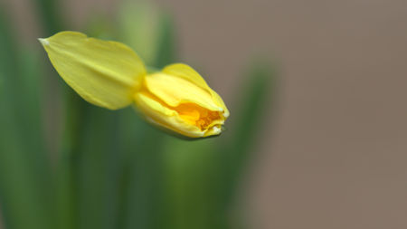 narcissusの写真素材