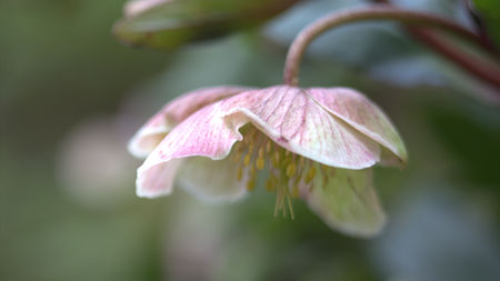 Helleborusの写真素材