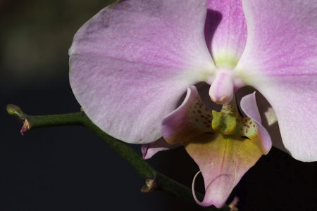 orchidsの写真素材