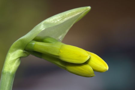 narcissusの写真素材