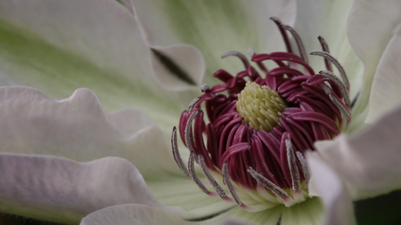 clematisの写真素材