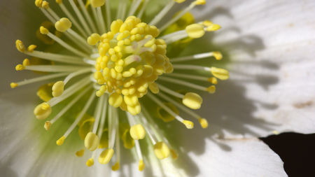 Helleborusの写真素材