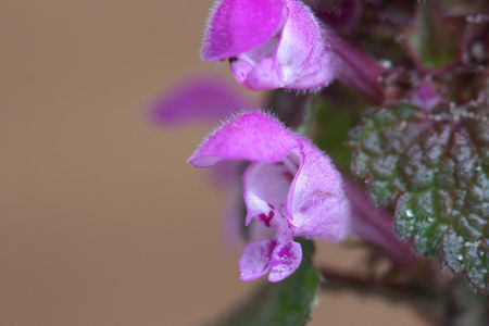 purple dead nettleの写真素材