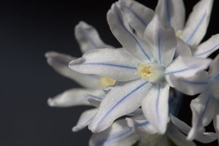 scillaの写真素材