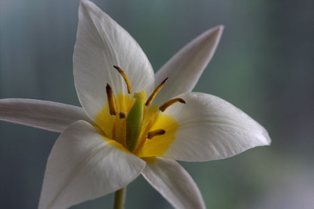 Polychrome tulipの写真素材