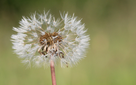 paardebloenの写真素材