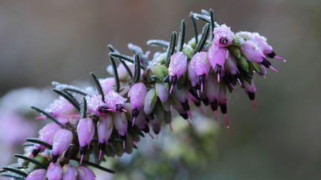 heatherの写真素材