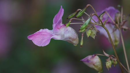 purple flowerの写真素材