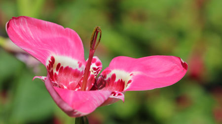 tiger lilyの写真素材