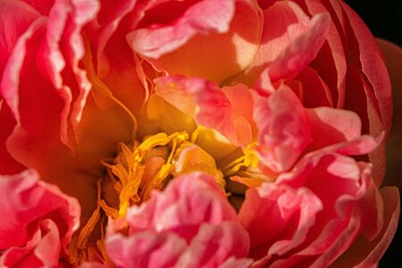 Sublim peony in spring, close-up on blurred background. Macro, dominant rose colorの写真素材
