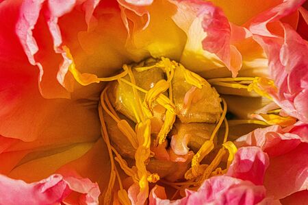 Sublim peony in spring, close-up on blurred background. Macro, dominant rose color