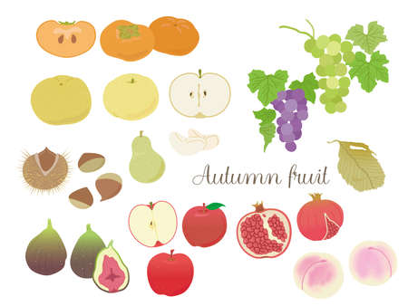 Autumn fruit illustrationのイラスト素材