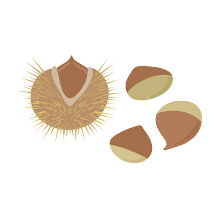 Chestnut illustrationのイラスト素材